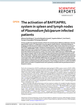 The Activation of BAFF/APRIL System in Spleen and Lymph Nodes