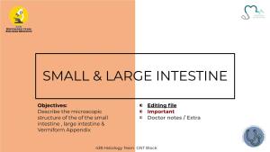 Small & Large Intestine
