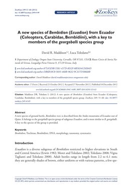 A New Species of Bembidion (Ecuadion) from Ecuador (Coleoptera, Carabidae, Bembidiini), with a Key to Members of the Georgeballi Species Group