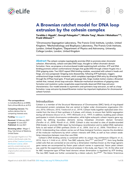 A Brownian Ratchet Model for DNA Loop Extrusion by the Cohesin Complex Torahiko L Higashi1, Georgii Pobegalov2,3, Minzhe Tang1, Maxim I Molodtsov2,3*, Frank Uhlmann1*