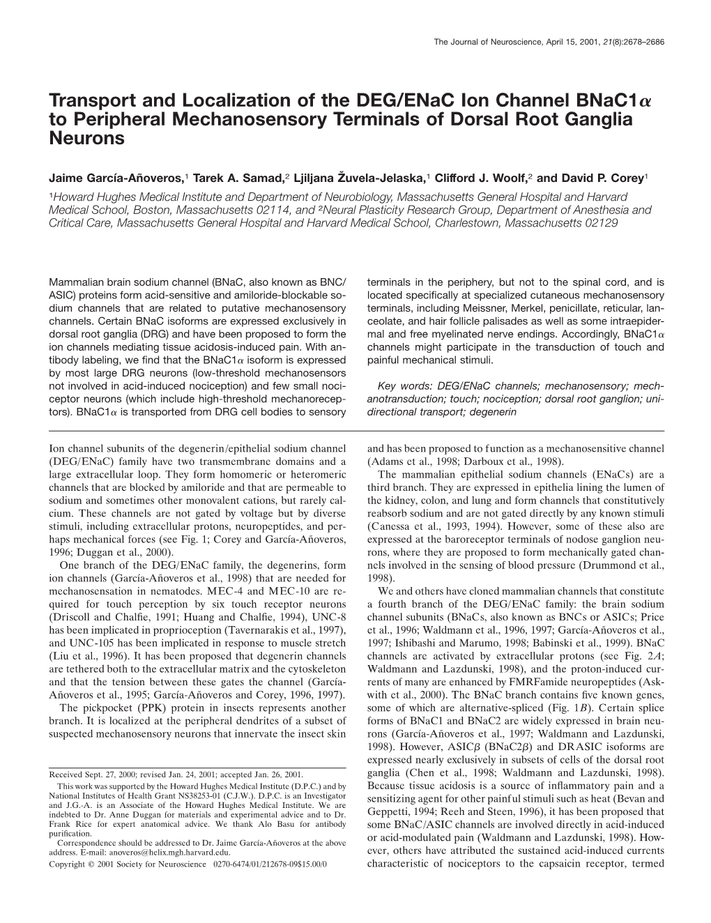 Transport and Localization of the DEG/Enac Ion Channel Bnac1α to Peripheral Mechanosensory Terminals of Dorsal Root Ganglia