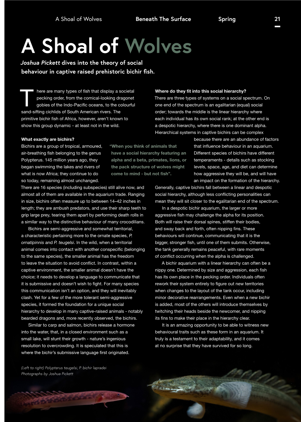 A Shoal of Wolves Beneath the Surface Spring 21 a Shoal of Wolves Joshua Pickett Dives Into the Theory of Social Behaviour in Captive Raised Prehistoric Bichir Fish