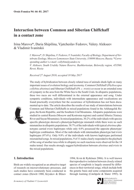 Interaction Between Common and Siberian Chiffchaff in a Contact Zone