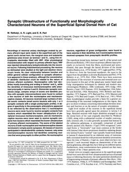 Synaptic Ultrastructure of Functionally and Morphologically Characterized Neurons of the Superficial Spinal Dorsal Horn Cat