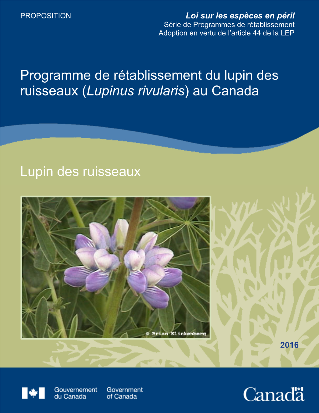 Lupin Des Ruisseaux (Lupinus Rivularis) Au Canada