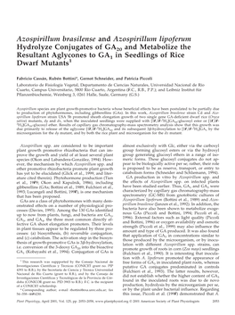Azospirillum Brasilense and Azospirillum Lipoferum Hydrolyze Conjugates of GA20 and Metabolize the Resultant Aglycones to GA1 in Seedlings of Rice Dwarf Mutants1