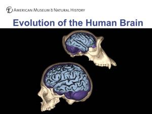 Evolution of the Human Brain • Homo Sapiens • Hominin Ancestors • Chimpanzees • Primates Evolution of Homo Sapiens Origin of Anatomically Modern Humans