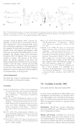 ~~- ~~ 7.8. Carabidae Latreille, 1802