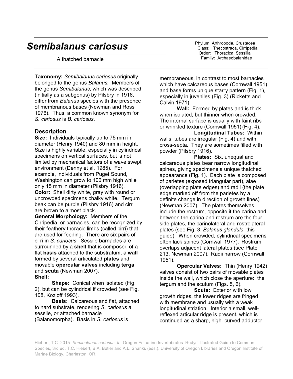 Semibalanus Cariosus Class: Thecostraca, Cirripedia Order: Thoracica, Sessilia a Thatched Barnacle Family: Archaeobalanidae