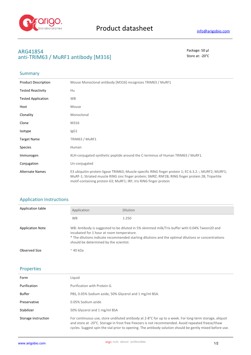 Anti-TRIM63 / Murf1 Antibody [M316] (ARG41854)