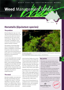 Horsetails – Equisetum Species