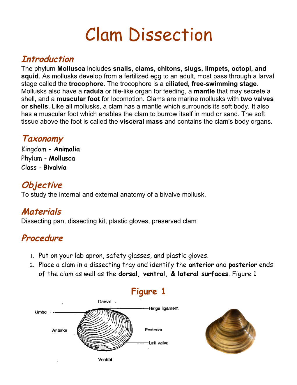 Clam Dissection