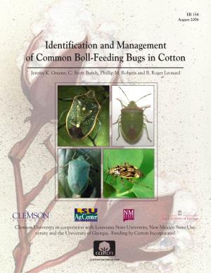 Identification and Management of Common Boll-Feeding Bugs in Cotton