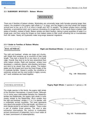 MYSTICETI - Baleen Whales
