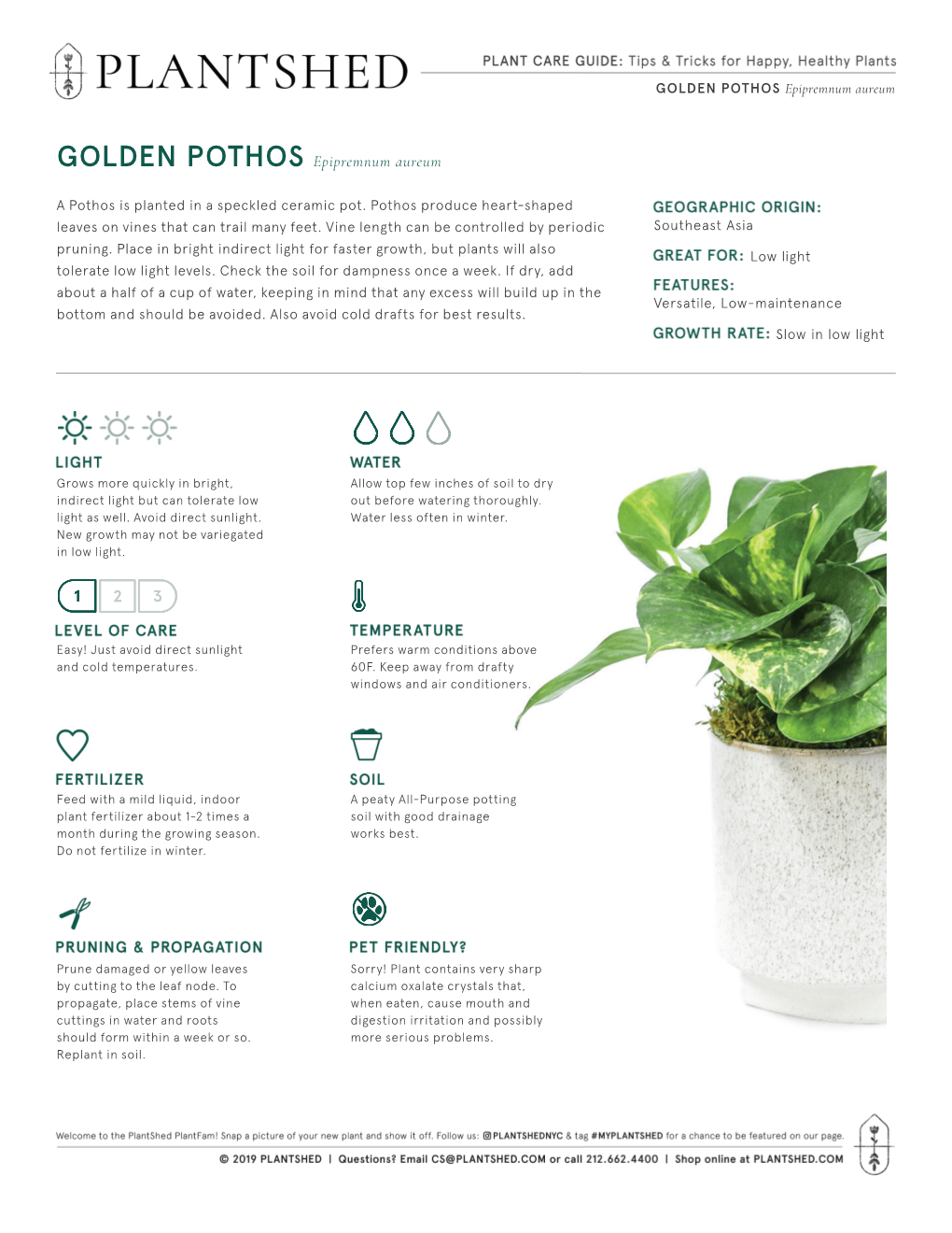 GOLDEN POTHOS Epipremnum Aureum