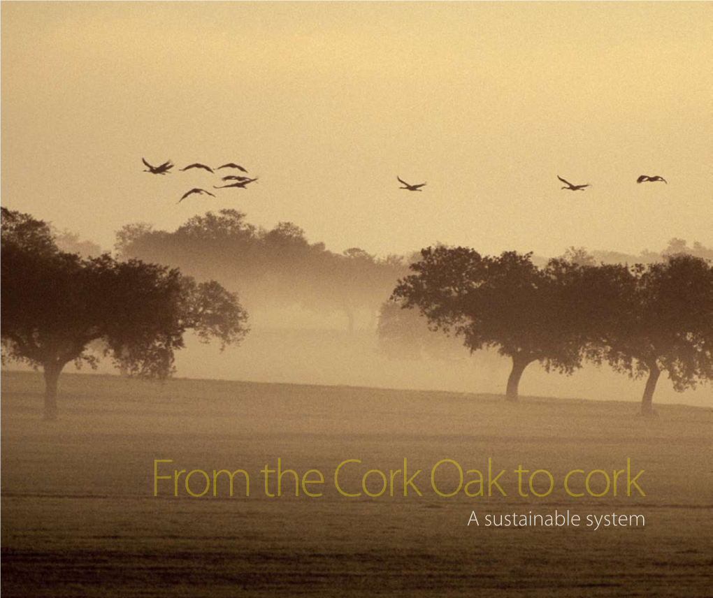 From the Cork Oak to Cork