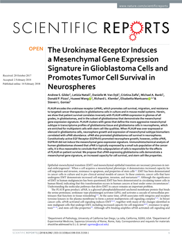 The Urokinase Receptor Induces a Mesenchymal Gene Expression Signature in Glioblastoma Cells and Promotes Tumor Cell Survival In