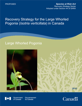 Large Whorled Pogonia (Isotria Verticillata) in Canada