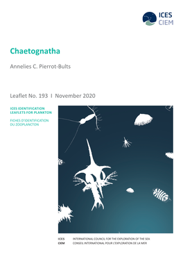 Chaetognatha