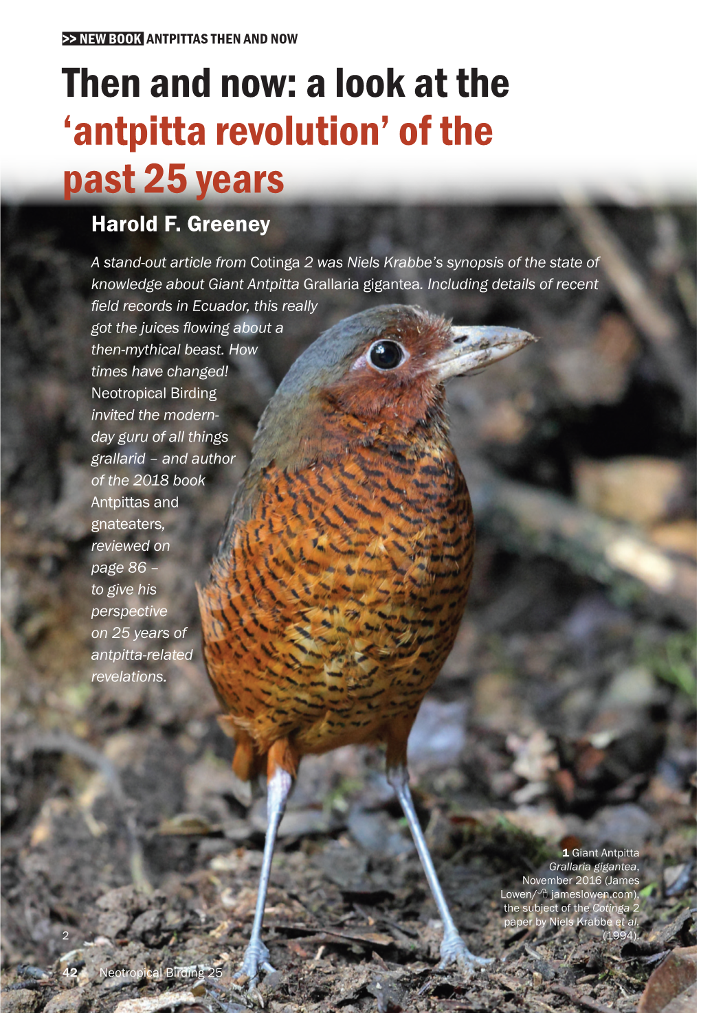 Neotropical Birding 25