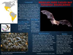 Mexican Free-Tailed Bat Tadarida Brasiliensis