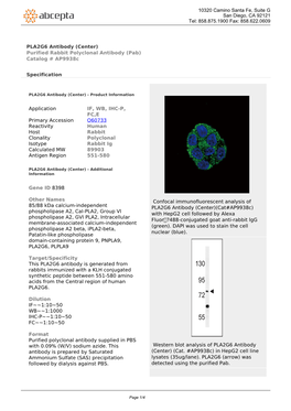 PLA2G6 Antibody (Center) Purified Rabbit Polyclonal Antibody (Pab) Catalog # Ap9938c