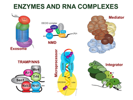 Enzymes and Rna Complexes