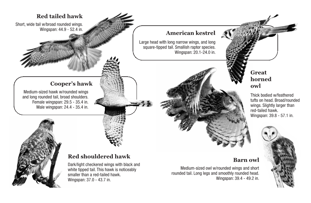 Red Tailed Hawk Red Shouldered Hawk Cooper's Hawk Barn Owl Great Horned Owl American Kestrel