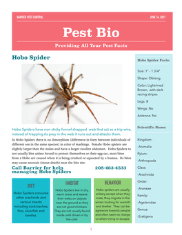 Hobo Spider Hobo Spider Facts