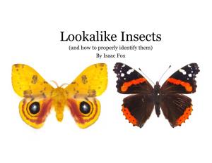 Lookalike Insects