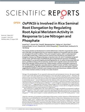 Ospin1b Is Involved in Rice Seminal Root Elongation by Regulating