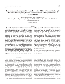 V-H+-Atpase Expression in Gills of the Atlantic Stingray 3253