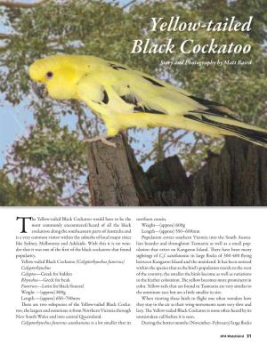 Yellow-Tailed Black Cockatoo Story and Photography by Matt Baird
