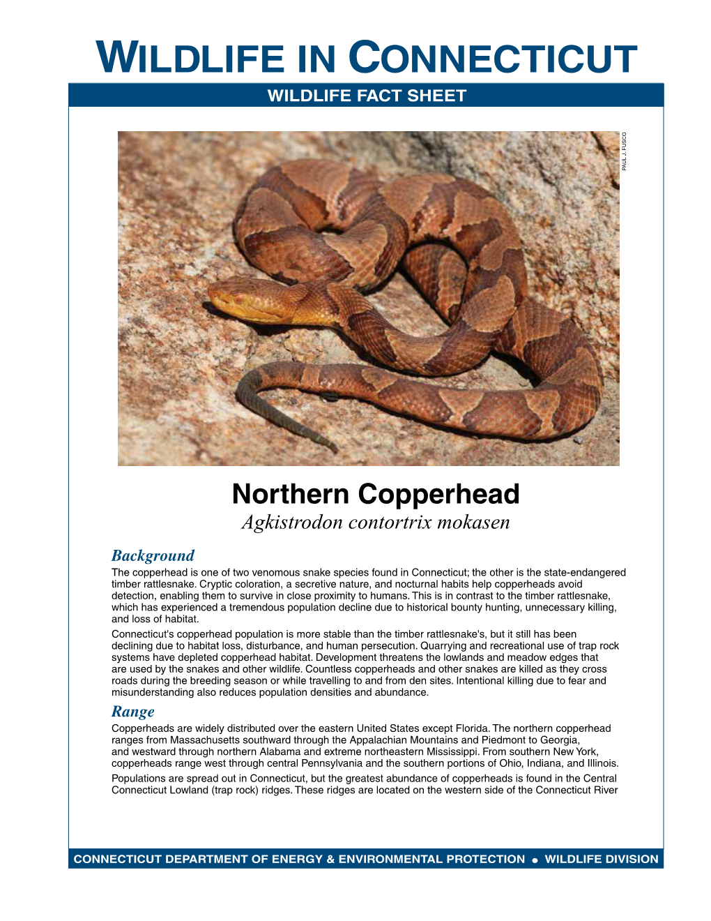 Northern Copperhead Fact Sheet