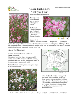 Gaura Lindheimeri ‘Siskiyou Pink’ North American Native Cultivar
