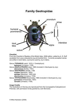 Family Geotrupidae