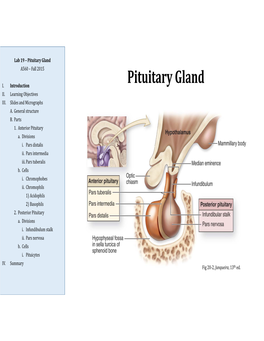 Pituitary Gland A560 – Fall 2015