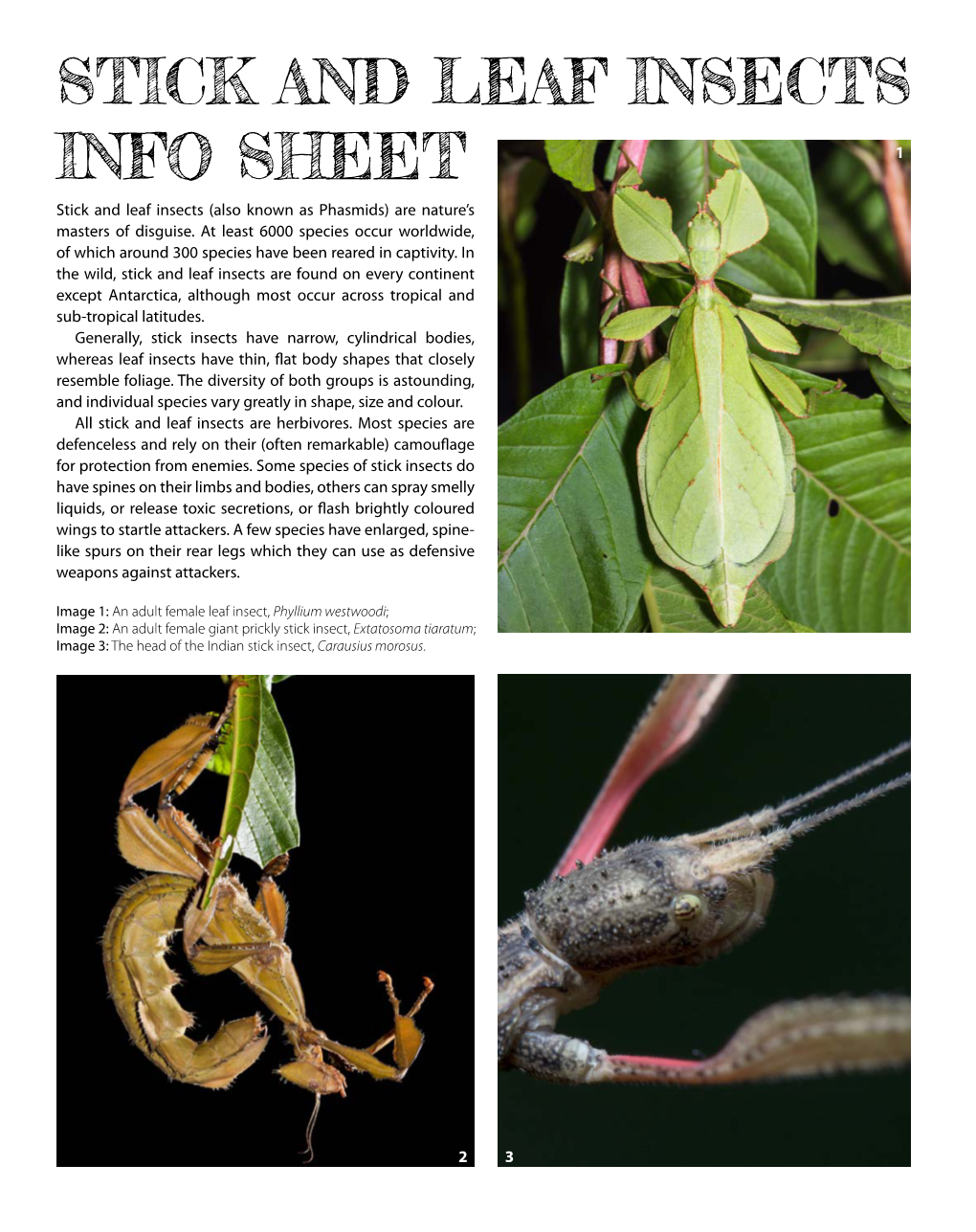 Stick and Leaf Insects Info Sheet 1 Stick and Leaf Insects (Also Known As Phasmids) Are Nature’S Masters of Disguise