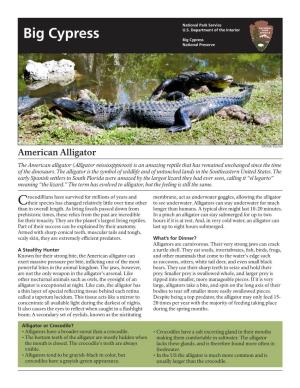 American Alligator the American Alligator (Alligator Mississippiensis) Is an Amazing Reptile That Has Remained Unchanged Since the Time of the Dinosaurs