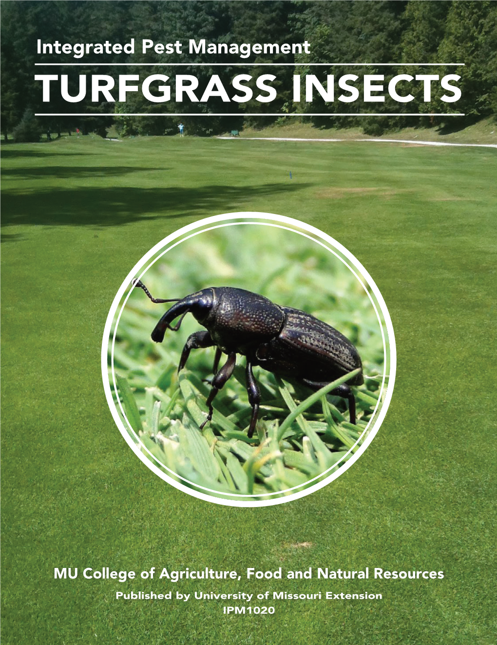 Turfgrass Insects