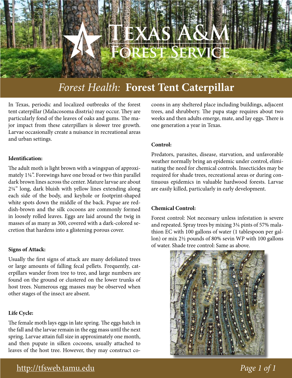 Forest Health: Forest Tent Caterpillar