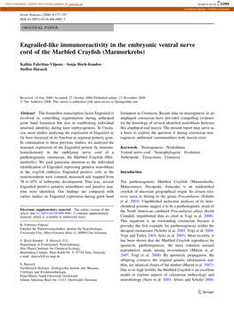 Engrailed-Like Immunoreactivity in the Embryonic Ventral Nerve Cord of the Marbled Crayfish