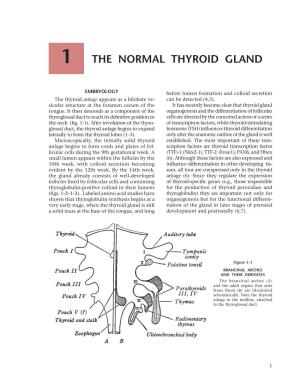 The Normal Thyroid Gland