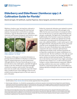 Elderberry and Elderflower Sambucus( Spp.): a Cultivation Guide for Florida1 David Jarnagin, Ali Sarkhosh, Juanita Popenoe, Steve Sargent, and Kevin Athearn2