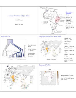 Lactase Persistence (LP) in Africa Population Tree Geographic