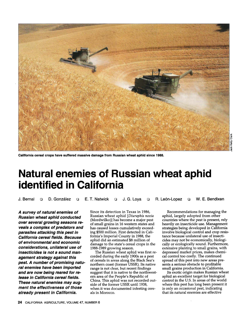 Natural Enemies of Russian Wheat Aphid Identified in California
