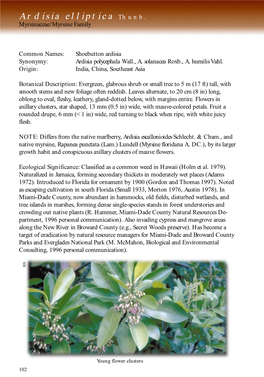 Ardisia Elliptica Thunb. Myrsinaceae/Myrsine Family