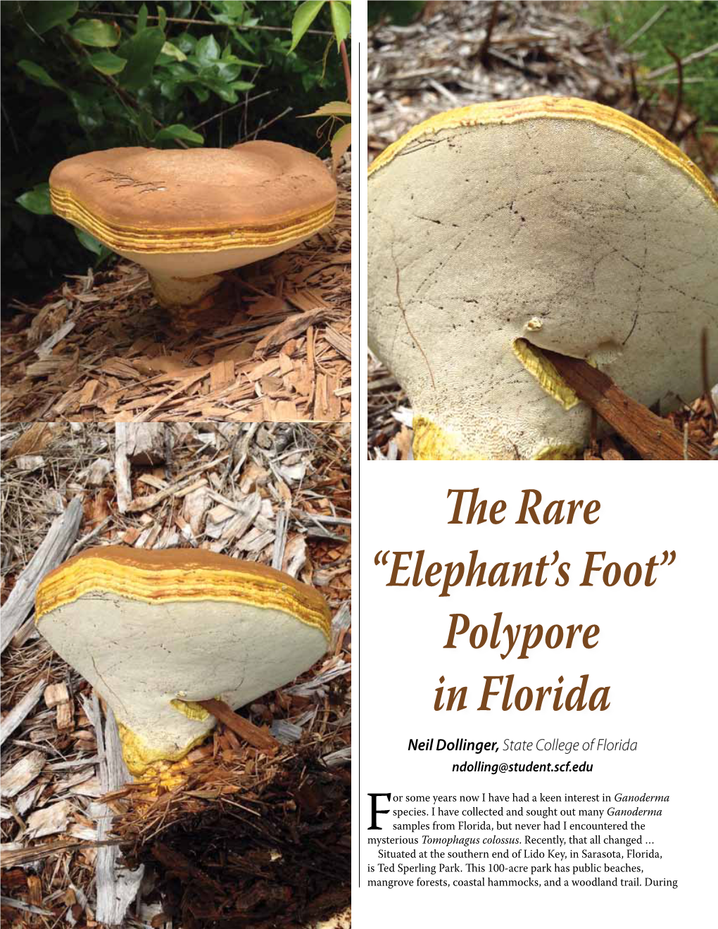The Rare “Elephant's Foot” Polypore in Florida