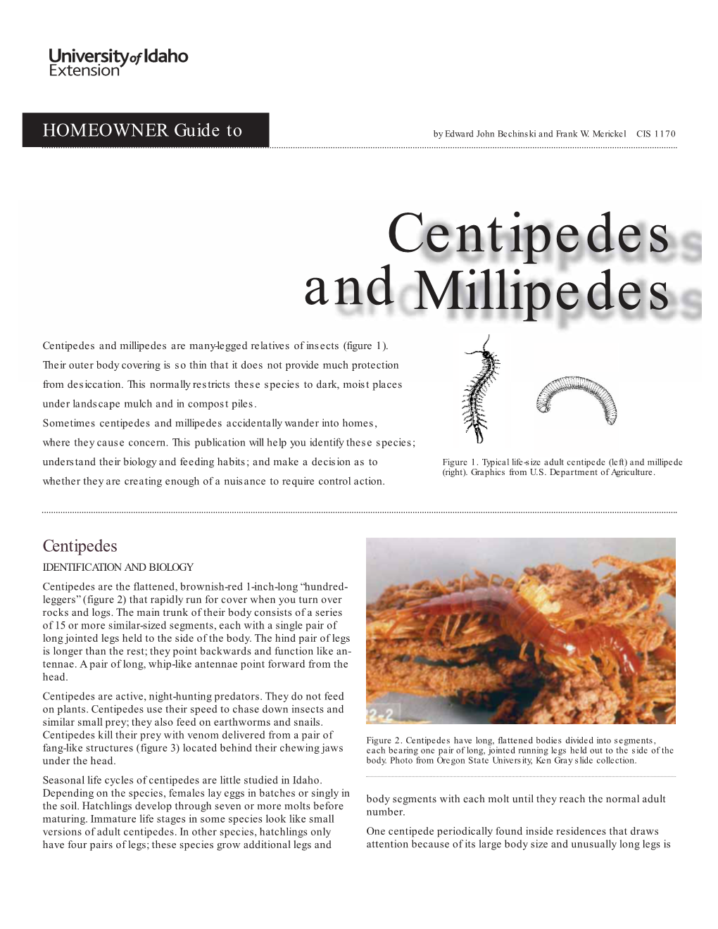 Centipedes and Millipedes