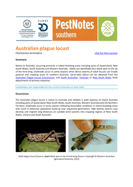 Australian Plague Locust Chortoicetes Terminifera Click for Html Version